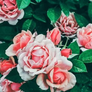 Blooming Pink Flowers wallpaper