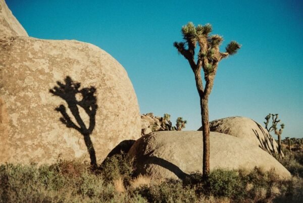 Joshua Tree National Park California-Acrylic UV Prints - Image 3