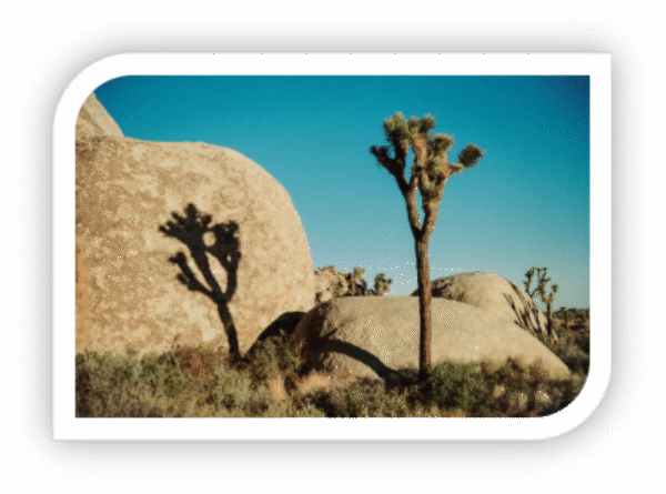 Joshua Tree National Park California-Acrylic UV Prints - Image 2